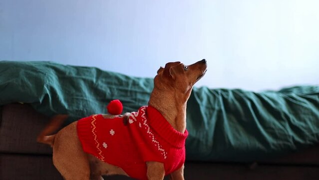 Miniature Pinscher in a Christmas sweater wagging his tail.