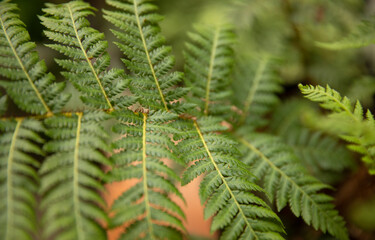 Selective focus on a Cyathea cooperi fern, also known as Australian Tree Fern, green fronds and leaflets.