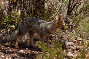 Naklejka na ściany i meble Wildlife. Closeup view of a grey fox, Lycalopex gymnocercus, in the arid desert.