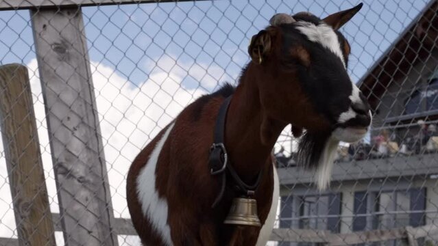 Beautiful alpine goat with a bell around his neck.