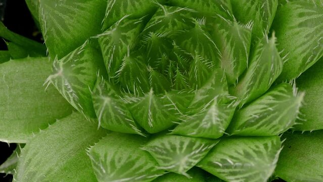 Succulent Haworthia, top view close-up shot, slowly spinning, Fibonacci golden ratio concept