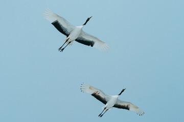 タンチョウヅル