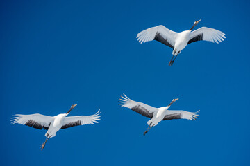 Obraz premium タンチョウヅル