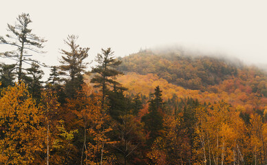 autumn in the forest