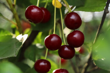 Closeup view of cherry tree with ripe red berries outdoors