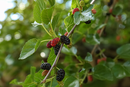 Branch with ripe and unripe mulberries in garden, closeup