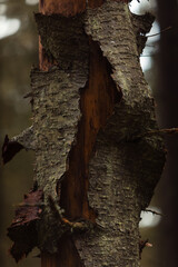 Naklejka premium Torn greenish bark on a tree.
