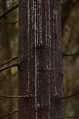 Sap on dark brown bark on a tree.