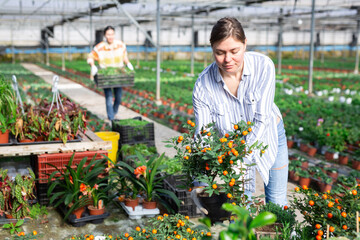 Portrait of a female worker with nightshade plants in a greenhouse