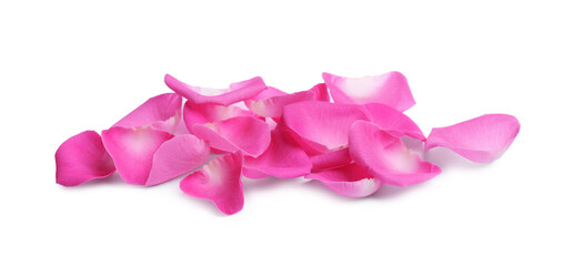 Many pink rose petals on white background