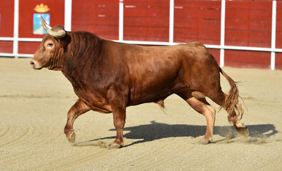 un toro bravo español en una plaza de toros durante un  espectaculo de toreo