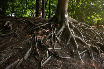 Tree roots visible through ground in forest