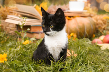 Adorable black and white kitten sitting on green grass outdoors. Autumn season