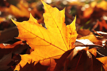 Fototapeta na wymiar Pile of beautiful fallen leaves outdoors on sunny autumn day, closeup
