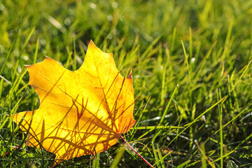 Beautiful fallen leaf among green grass outdoors on sunny autumn day, closeup. Space for text