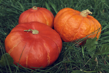 Whole ripe orange pumpkins among green grass outdoors, closeup