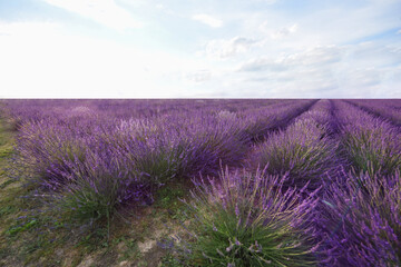 Picturesque view of beautiful blooming lavender field
