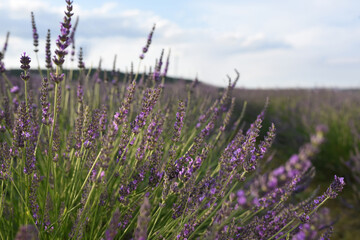 Beautiful blooming lavender plants growing in field, closeup