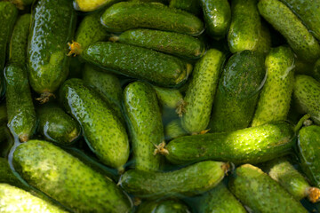 Many fresh ripe cucumbers in water, above view