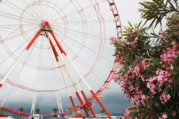 Beautiful blooming oleander and large Ferris wheel outdoors