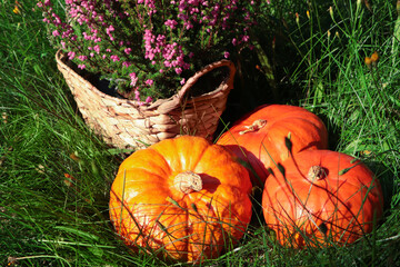 Wicker basket with beautiful heather flowers and pumpkins outdoors on sunny day