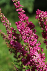 Obraz premium Heather shrub with beautiful blooming flowers outdoors on sunny day, closeup