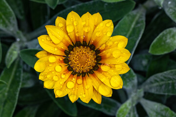 yellow flower with droplets
