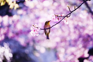美しい満開の桜と枝にとまった可愛いメジロ