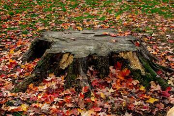 Colorul autumn leaves on a tree stump and the ground.