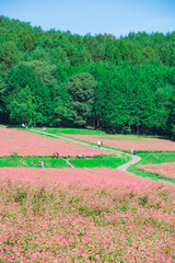 Obraz premium 長野県箕輪町 赤そばの里 2022年9月撮影