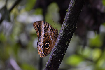 butterfly on leaf