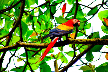 red and yellow macaw