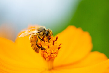 bee on yellow flower