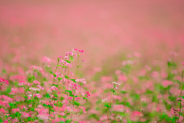 長野県箕輪町　赤そばの里　2022年9月撮影