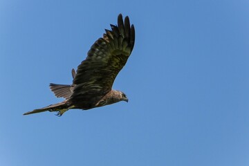 青空バックに悠然と飛ぶチュウヒメス