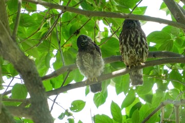 大きなケヤキの木でくつろぐ巣立ち直後のアオバズクの幼鳥と親鳥