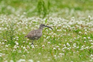 シロツメクサが満開の広場で餌を探すチュウシャクシギ