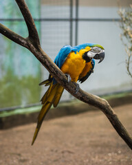 Ara ararauna, bird of brazilian fauna in the zoo