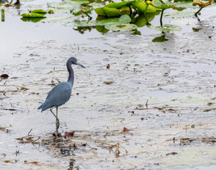 A little blue heron wades through the swampy waters of a lake in Celebration, Florida.