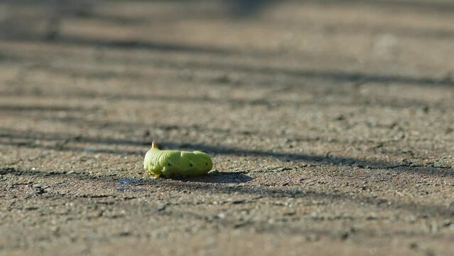 Green Caterpillar Thrashing on Ground.