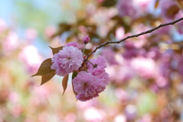 サトザクラのピンク色の八重の花が咲く春