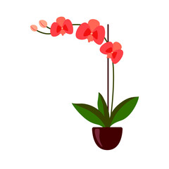 Phalaenopsis orchid indoor tropical houseplant. Pink flowers with buds, green leaves, stem growing in clay pot. Botanical floral flat style png illustration isolated on white background