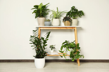 Wooden table and beautiful houseplants near light wall