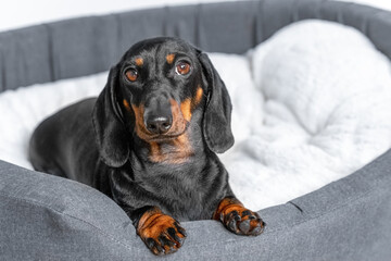 Black dachshund puppy lies in grey cozy soft nest with its tiny paws on tedge, looks attentively. Small dog is resting in comfortable fluffy bed for sleeping with interest watching happening around.