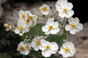 Naklejka na ściany i meble White Daisy like White Flowers Full Frame