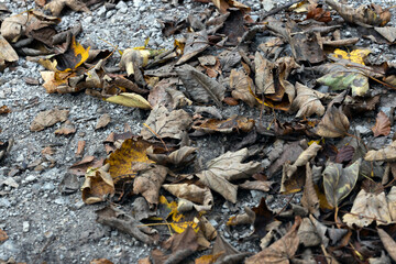 Autumn Tree Leafs Drying on Ground Full Frame