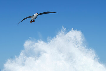 White-capped albatross flying over a blue shore