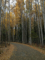 autumn in the forest