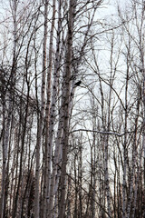 hidden raven in the birch canopy