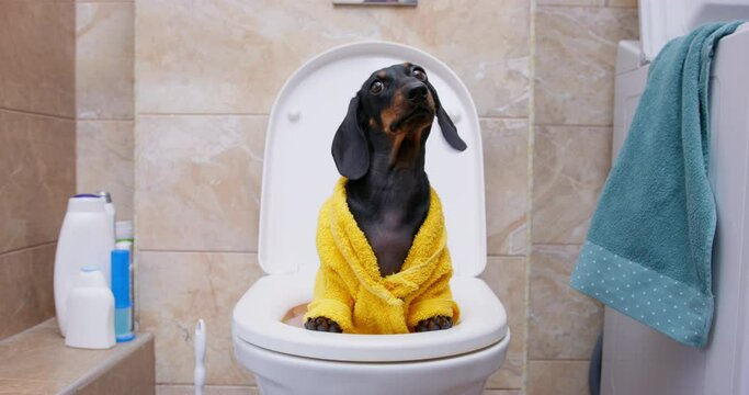 Domestic dog in yellow clothes stands stuck in white lavatory pan in home toilet. Dark dachshund waits for owner sniffing with curiosity in bathroom
